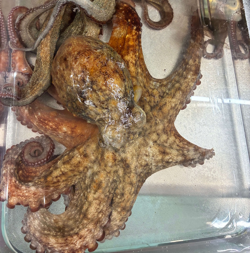 Fresh Octopus